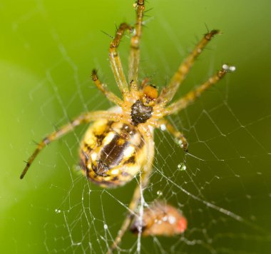 Örümcek ağında su damlacıkları ve doğada örümcek. .