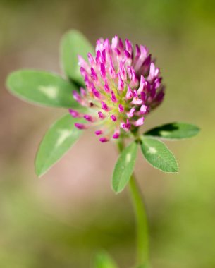 Doğada kırmızı yonca çiçeği. Doğadaki parkta.