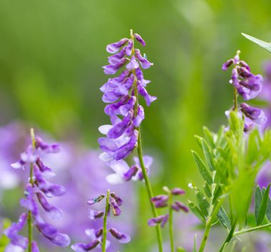 Doğadaki güzel mavi çiçek. Doğadaki parkta.