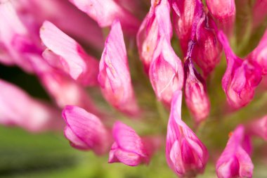 Doğada kırmızı yonca çiçeği. Doğadaki parkta.