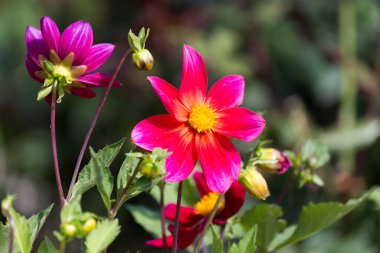 Doğadaki güzel kırmızı çiçek. Doğadaki parkta.