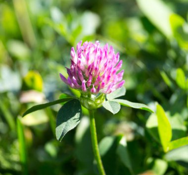 Doğada güzel mor yonca çiçeği. Doğadaki parkta.