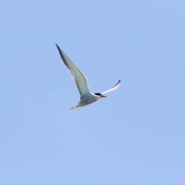Mavi gökyüzüne karşı uçan martı. Doğadaki parkta.