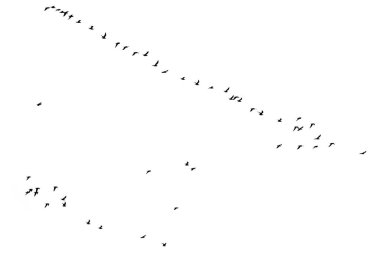 Beyaz arka planda kuş sürüsü .