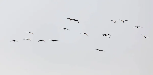 Flock Seagulls Sky Sent — стоковое фото