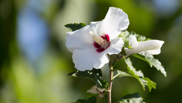 Hermosa Flor Blanca Naturaleza Parque Naturaleza — Foto de Stock