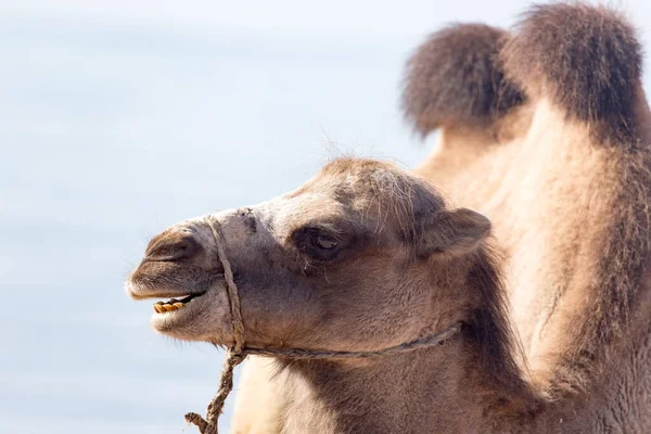 Cammello Vicino Mare Nel Parco Nella Natura — Foto Stock