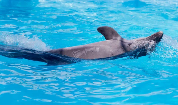 Havuzda yunus var. Doğadaki parkta.