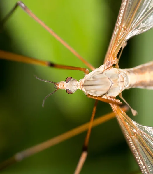 蚊子的本性 在大自然的公园里 — 图库照片