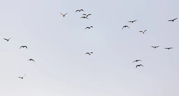 Flock Seagulls Sky Sunset — Stock Photo, Image