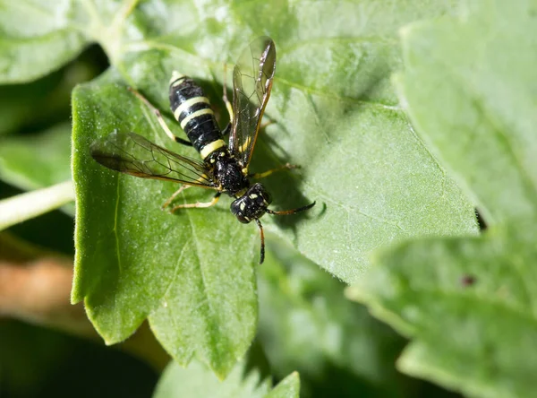 Wasp Green Leaf Park Nature — Stock Photo, Image