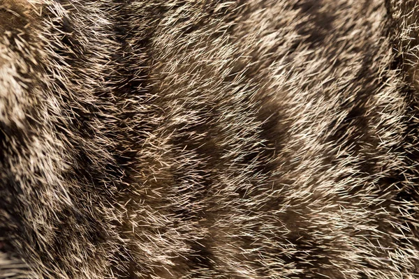 Pêlo Gato Como Fundo Textura Foto Uma Textura Abstrata — Fotografia de Stock