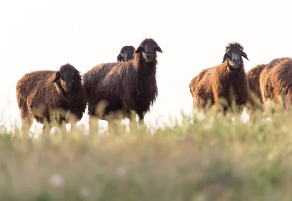 Schapen Bij Zonsondergang Het Park Natuur — Stockfoto