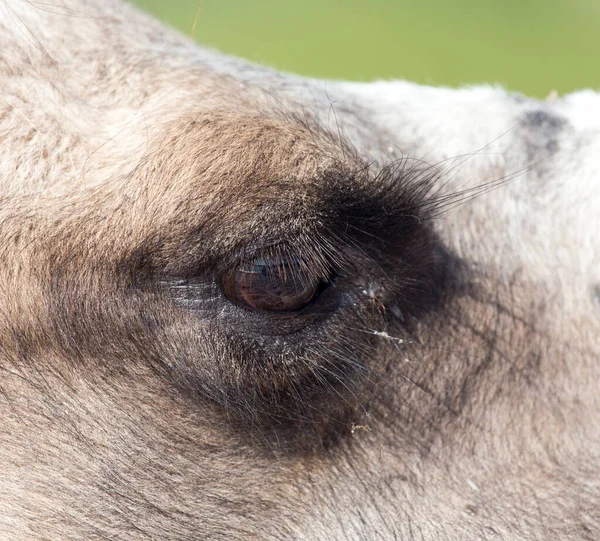 Les Yeux Chameau Dans Parc Dans Nature — Photo