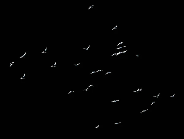 Silhouette Troupeau Oiseaux Sur Fond Noir — Photo