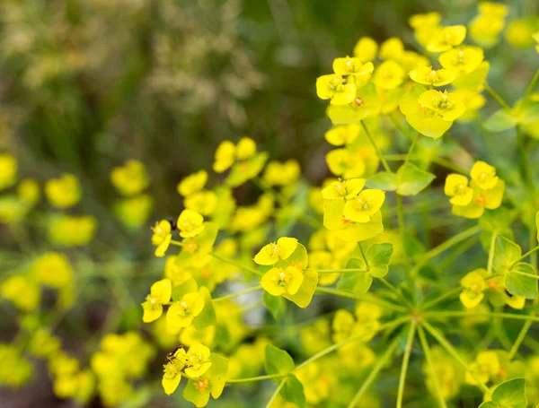 Keltainen Kukka Luonnossa Puistossa Luonnossa — kuvapankkivalokuva