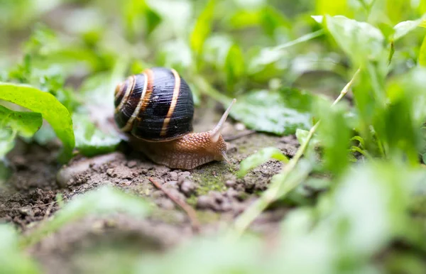 Snail Ground Nature Park Nature — Stock Photo, Image