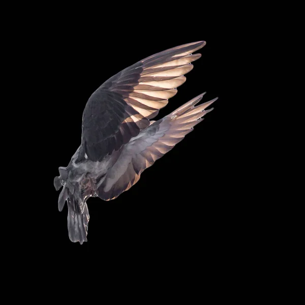 Siyah Arka Planda Bir Güvercin Doğadaki Parkta — Stok fotoğraf