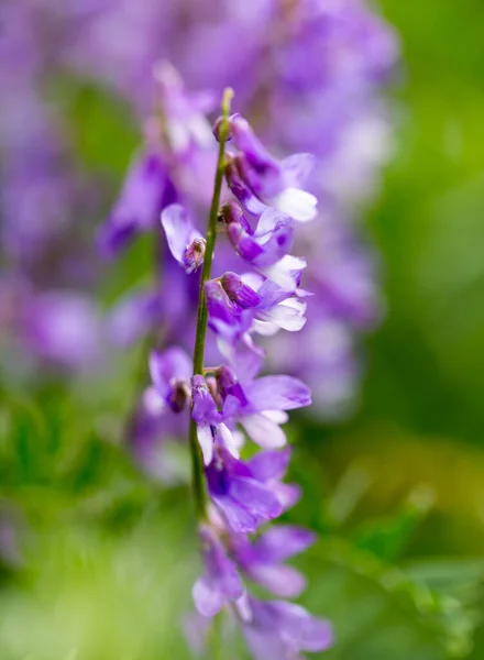 Mooie Blauwe Bloem Natuur Het Park Natuur — Stockfoto