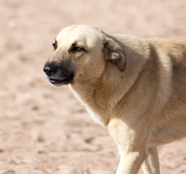 Hund Sanden Parken Naturen — Stockfoto