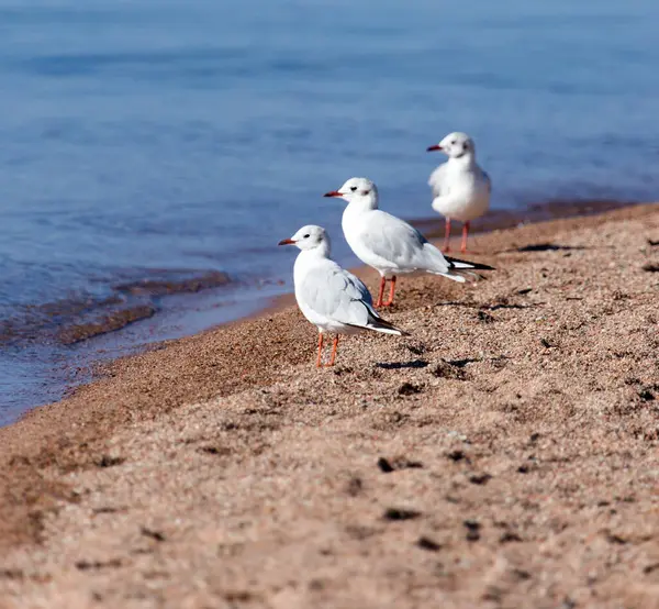 Gaivota Lago Parque Natureza — Fotografia de Stock