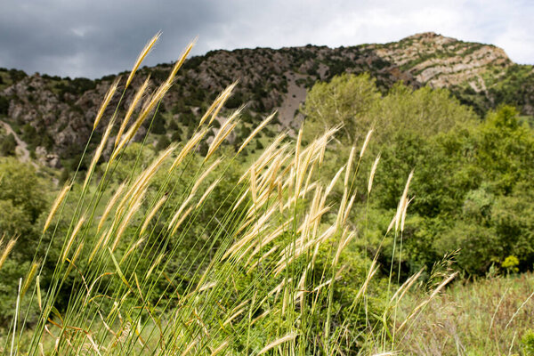 yellow wheat ears on the nature . In the park in nature