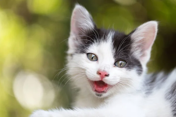 Doğada Güzel Küçük Bir Kedi Yavrusu Doğadaki Parkta — Stok fotoğraf