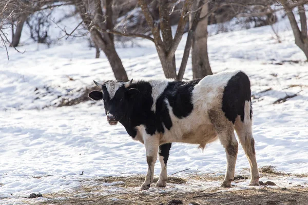 Krowa Naturze Zimie Parku Przyrodzie — Zdjęcie stockowe