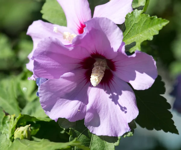 Belle Fleur Rose Dans Nature Dans Parc Dans Nature — Photo