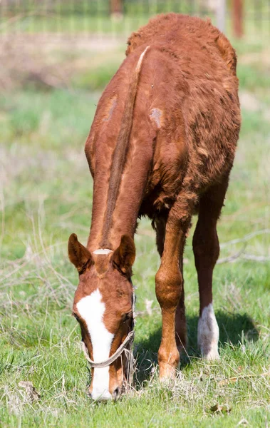 Koń Pastwisku Przyrodzie — Zdjęcie stockowe