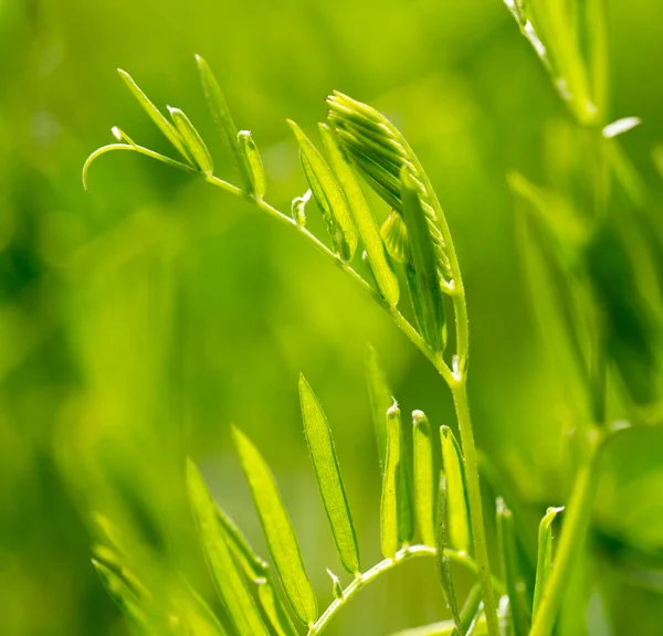 Zielona Trawa Przyrodzie Jako Tło — Zdjęcie stockowe