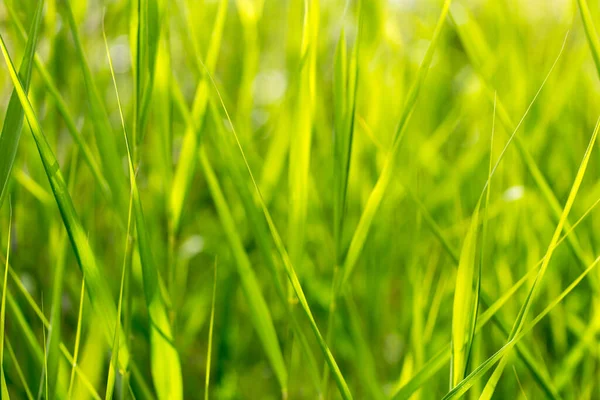 Grönt Gräs Naturen Som Bakgrund — Stockfoto