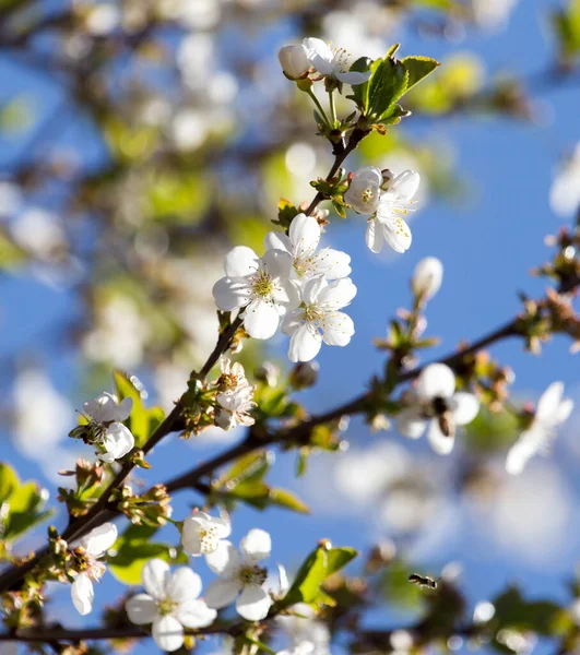 Vita Blommor Ett Träd Mot Den Blå Himlen — Stockfoto