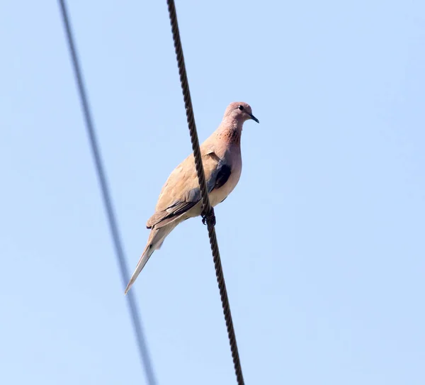 Vogeltaube Auf Dem Stromkabel Park Der Natur — Stockfoto