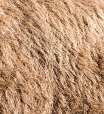 Arkaplan olarak deve yünü. Soyut bir dokunun fotoğrafı