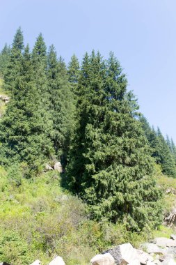 Yazın dağlarda güzel bir Noel ağacı .
