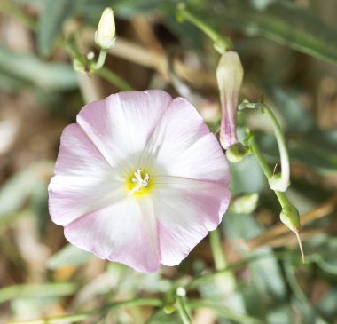 Doğadaki güzel beyaz çiçek. Doğadaki parkta.