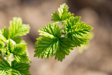 Genç ahududu yaprakları doğada. Doğadaki parkta.