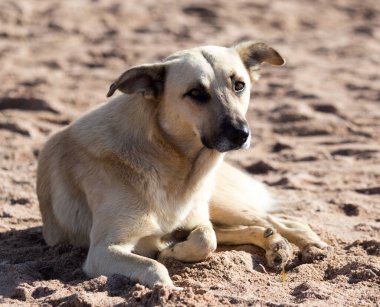 Kumda bir köpek. Doğadaki parkta.