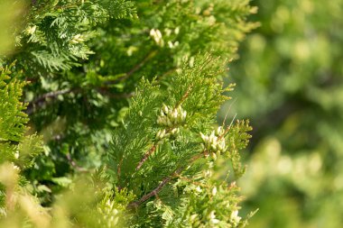 Arkaplan olarak doğadaki arborvitae dalları .
