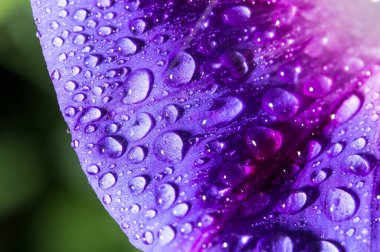 Mavi çiçekte bir damla su .