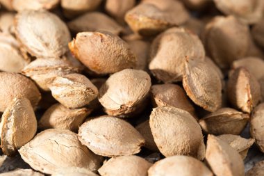 Arkaplan olarak kayısıdan fındık. Doğadaki parkta.