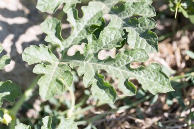 Dışarıda karpuz bırakıyor. Doğadaki parkta.