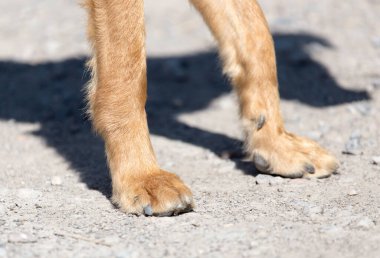 Köpek pençeleri yerde. Doğadaki parkta.