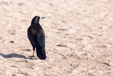 Kumda siyah karga. Doğadaki parkta.