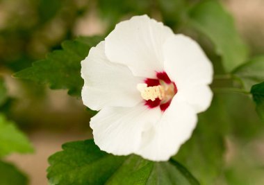 Doğadaki güzel beyaz çiçek. Doğadaki parkta.