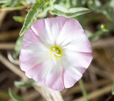 Doğadaki güzel beyaz çiçek. Doğadaki parkta.