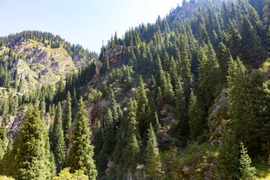 Yazın dağlarda güzel bir Noel ağacı .