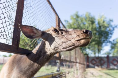 Hayvanat bahçesindeki çitlerin arkasında geyik. Doğadaki parkta.