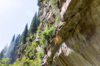 Yazın dağlarda güzel bir Noel ağacı .